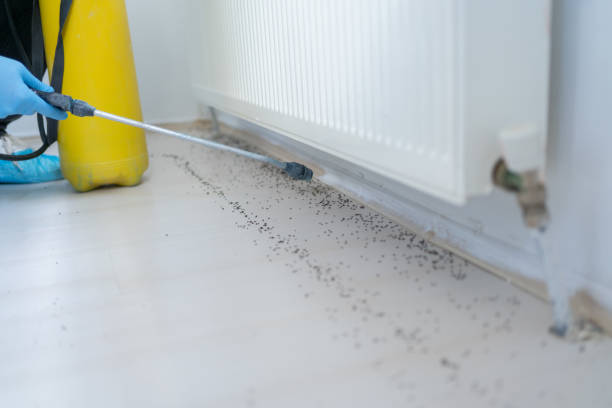 Best Ant Control Services  in Fayette, MS